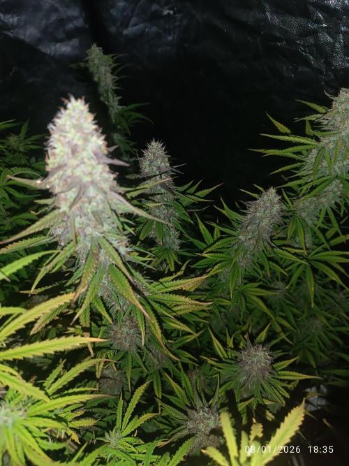 Frostbanger auto. Week 8