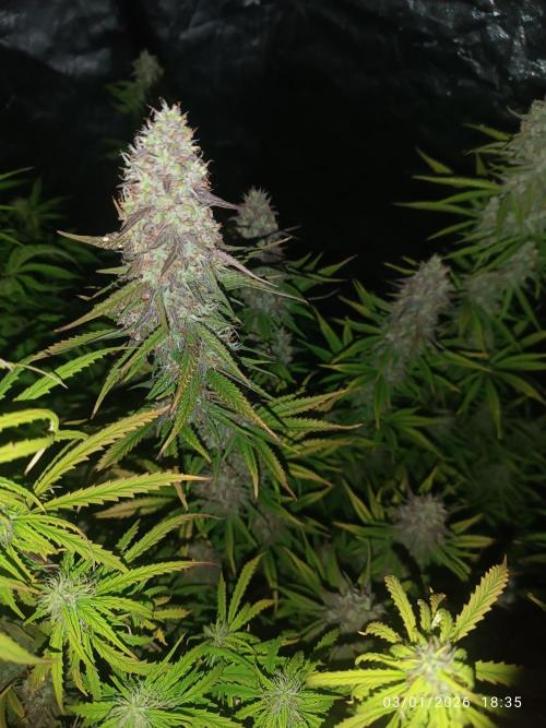 Frostbanger auto. Week 8