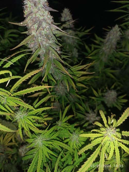 Frostbanger auto. Week 8