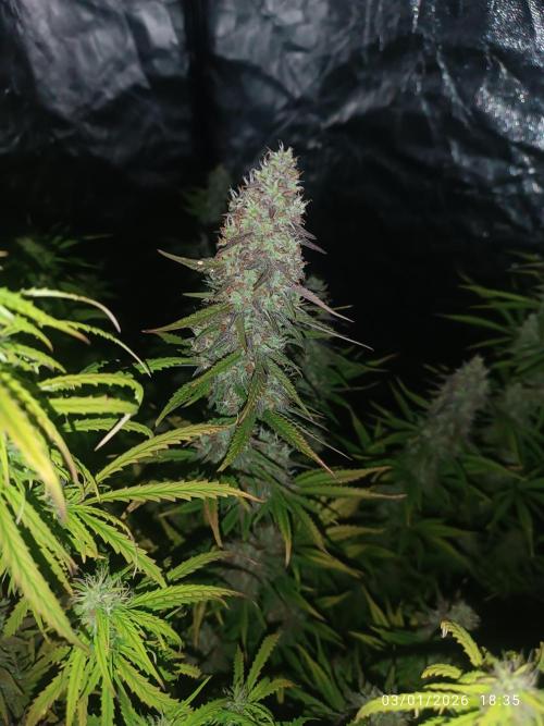 Frostbanger auto. Week 8