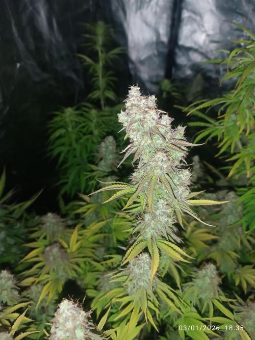 Frostbanger auto. Week 8