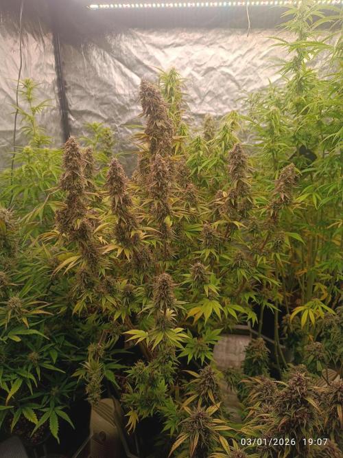 Frostbanger auto. Week 8