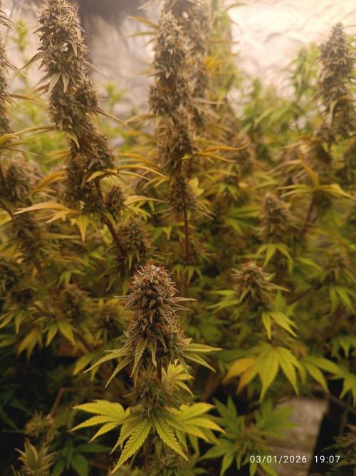 Frostbanger auto. Week 8