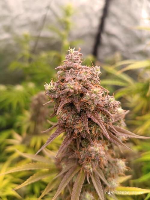 Frostbanger auto. Week 8