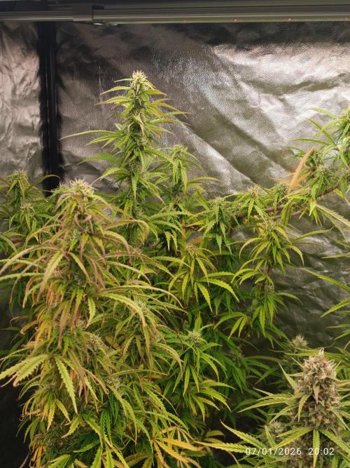 Runtz korngarden Shop. Week 8