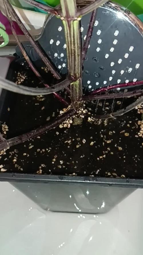 Strawberry 🍓 gorilla 🦍  auto