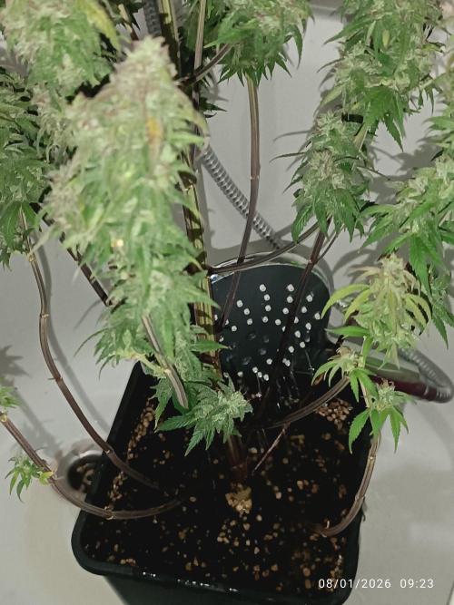 Strawberry 🍓 gorilla 🦍  auto. Week 9