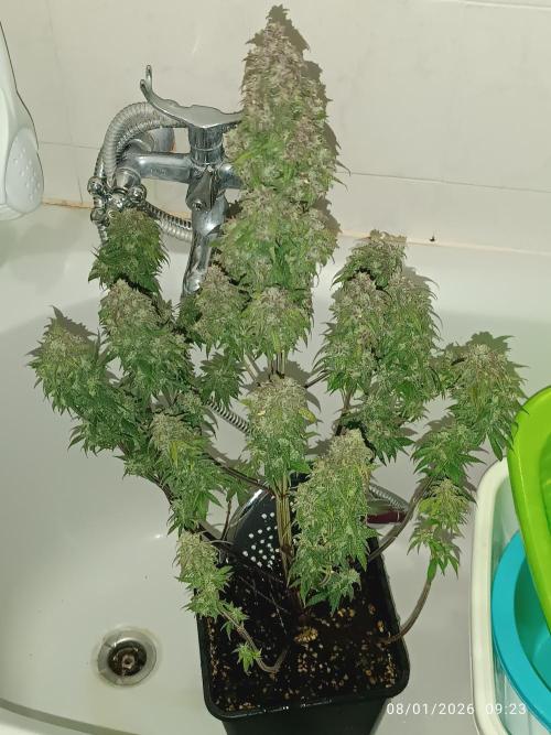 Strawberry 🍓 gorilla 🦍  auto. Week 9