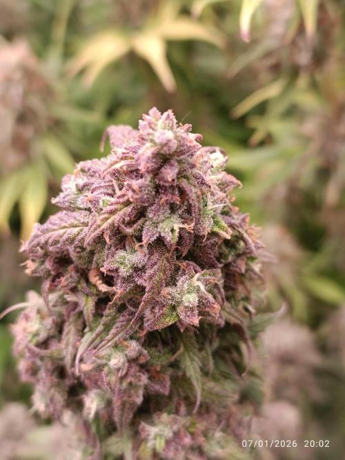 Strawberry 🍓 gorilla 🦍  auto. Week 9