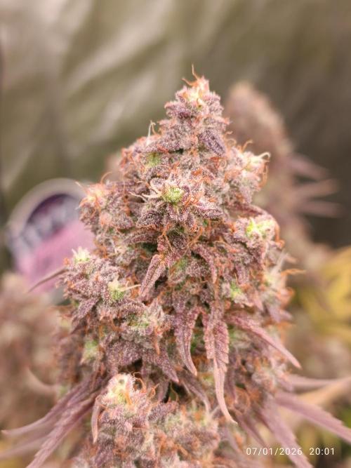 Strawberry 🍓 gorilla 🦍  auto. Week 9