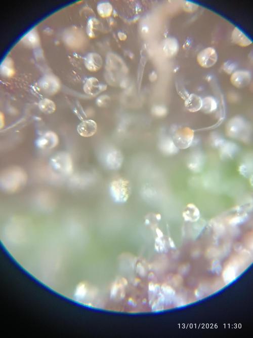 Strawberry 🍓 gorilla 🦍  auto. Week 10