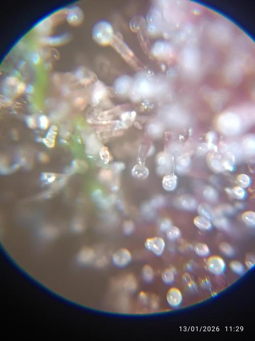 Strawberry 🍓 gorilla 🦍  auto. Week 10