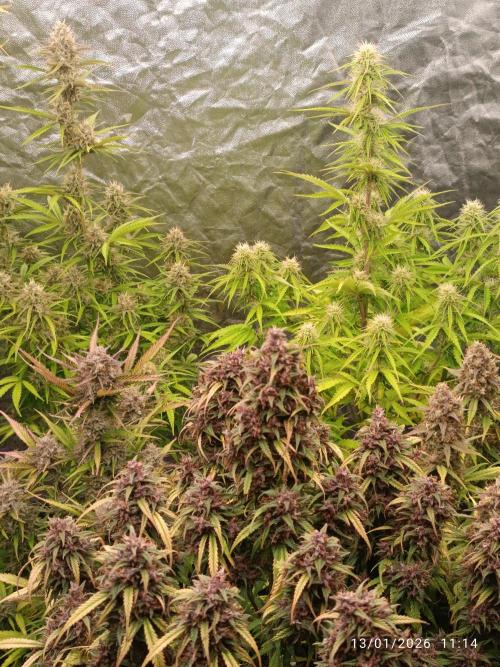 Strawberry 🍓 gorilla 🦍  auto. Week 10