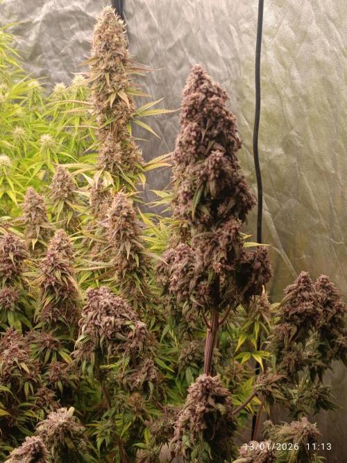 Strawberry 🍓 gorilla 🦍  auto. Week 10