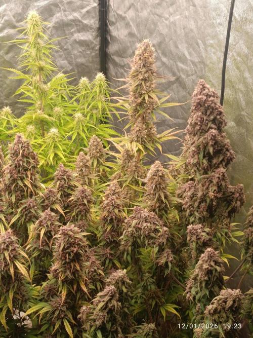 Strawberry 🍓 gorilla 🦍  auto. Week 10