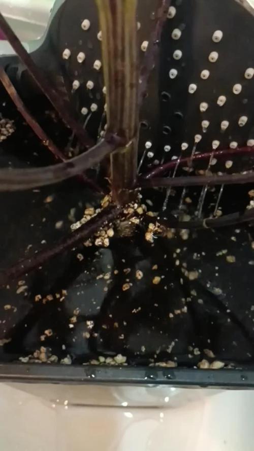 Strawberry 🍓 gorilla 🦍  auto