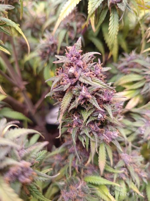 Strawberry 🍓 gorilla 🦍  auto. Week 10