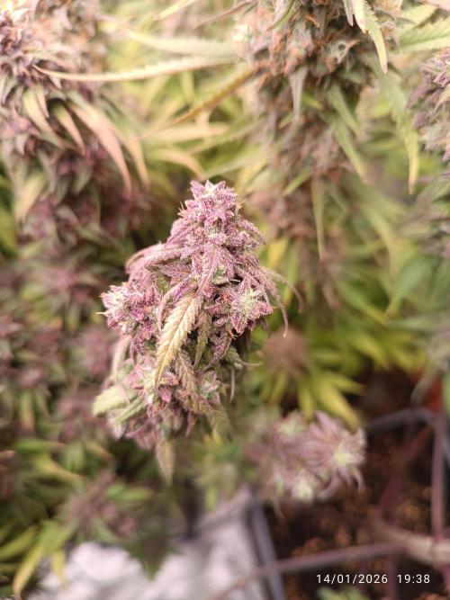 Strawberry 🍓 gorilla 🦍  auto. Week 10