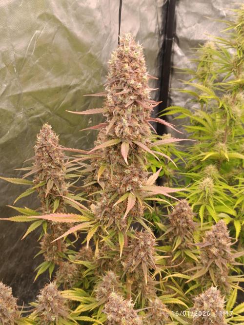 Frostbanger auto. Week 9