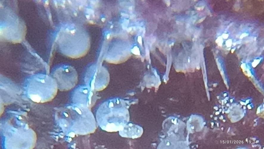 Frostbanger auto. Week 9