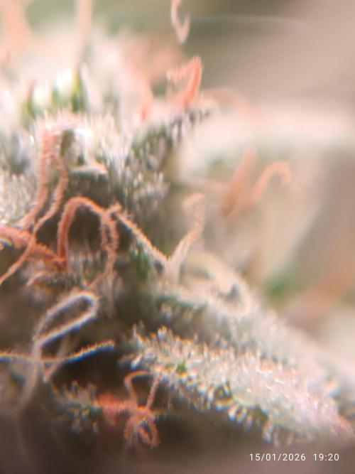 Frostbanger auto. Week 9