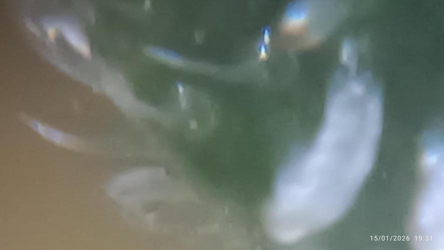 Frostbanger auto. Week 9