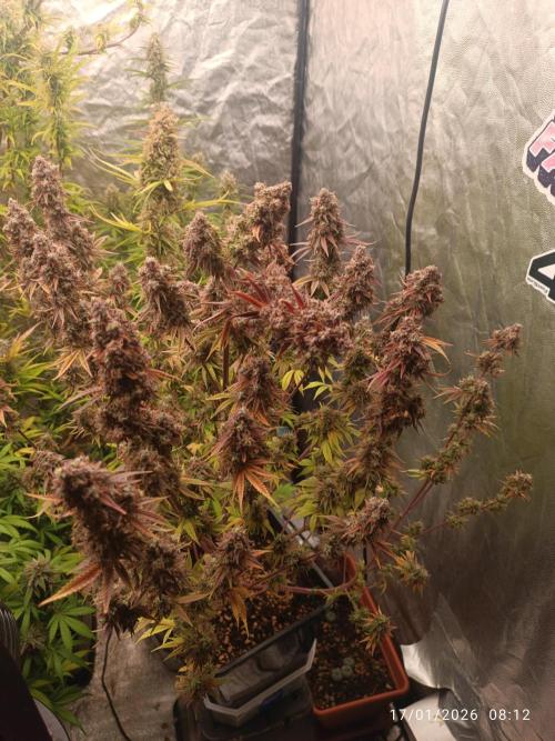 Frostbanger auto. Week 10