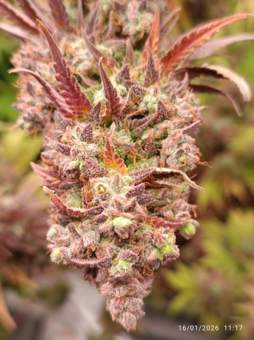 Frostbanger auto. Week 10