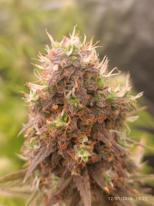 Frostbanger auto. Week 10