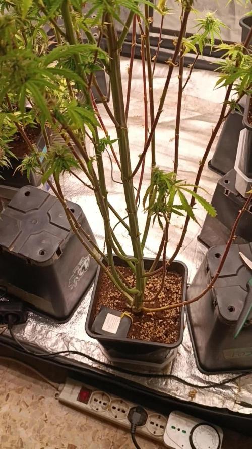 Runtz korngarden Shop