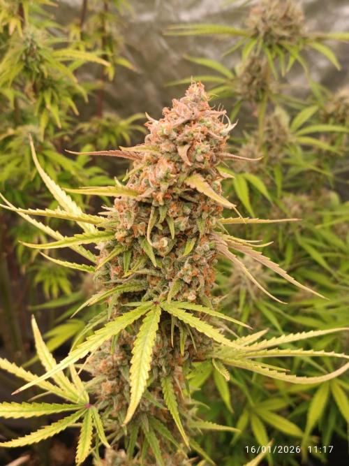 runtz auto fb&bf. Week 9