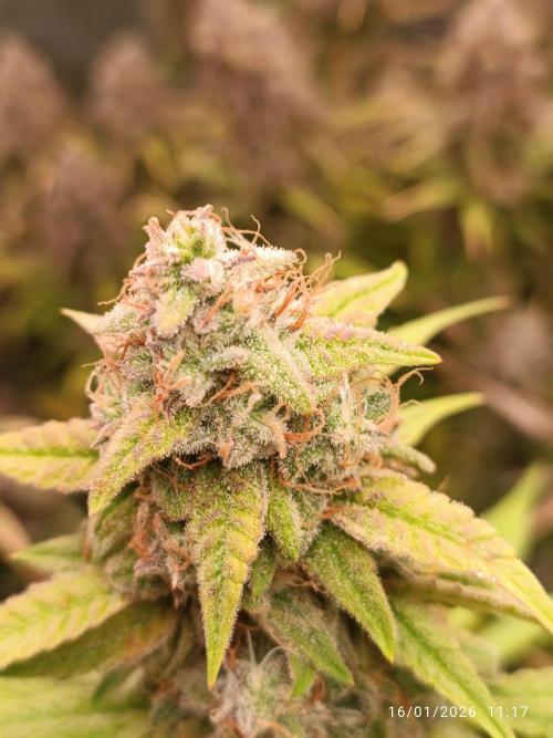 runtz auto fb&bf. Week 9