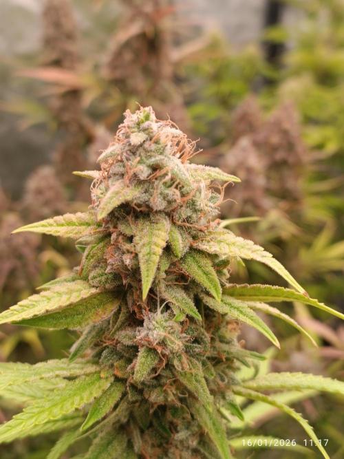 runtz auto fb&bf. Week 9