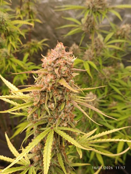 runtz auto fb&bf. Week 9