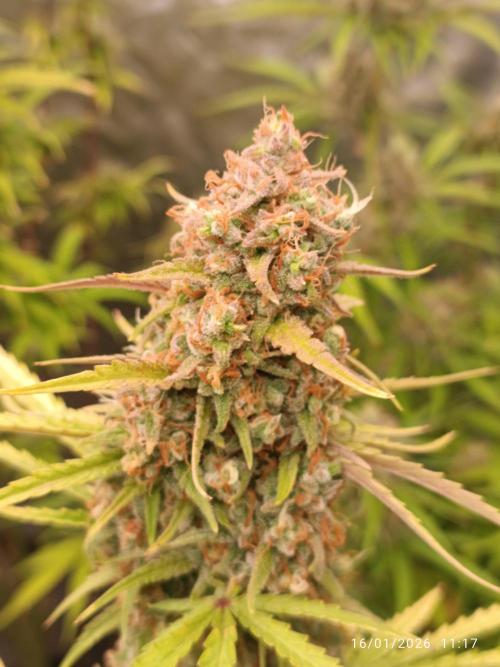 runtz auto fb&bf. Week 9