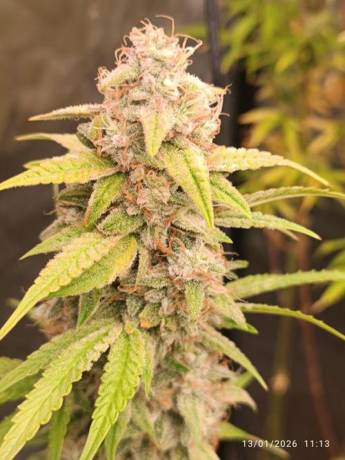 runtz auto fb&bf. Week 9