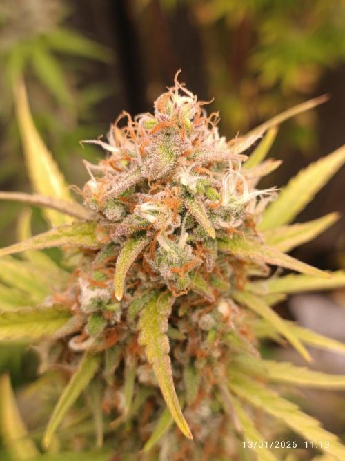 runtz auto fb&bf. Week 9