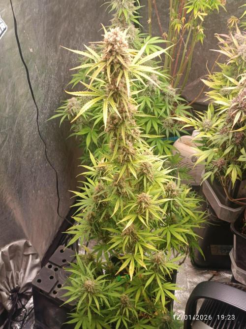 runtz auto fb&bf. Week 9