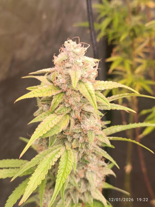 runtz auto fb&bf. Week 9