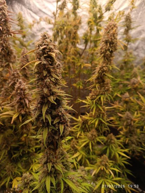 runtz auto fb&bf. Week 10