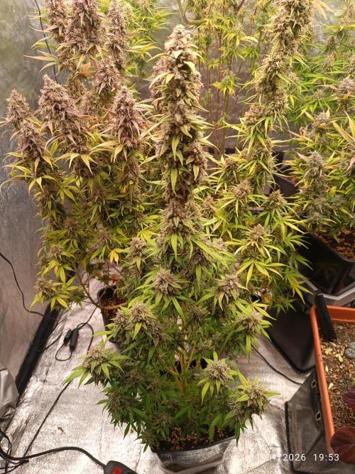 runtz auto fb&bf. Week 10