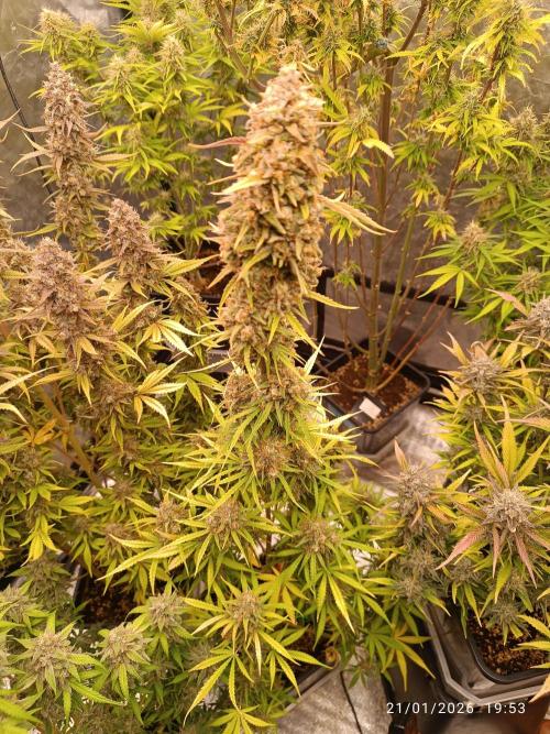 runtz auto fb&bf. Week 10