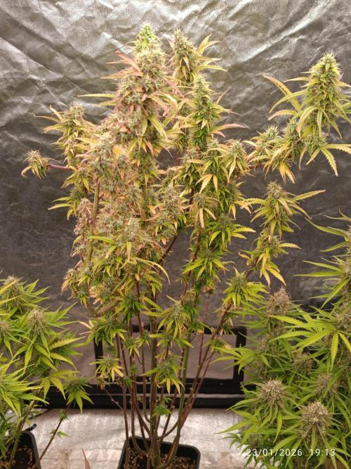 Runtz korngarden Shop. Week 10