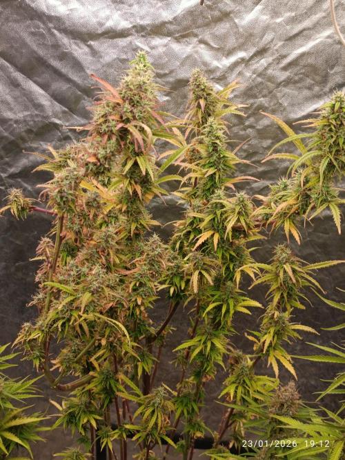 Runtz korngarden Shop. Week 10