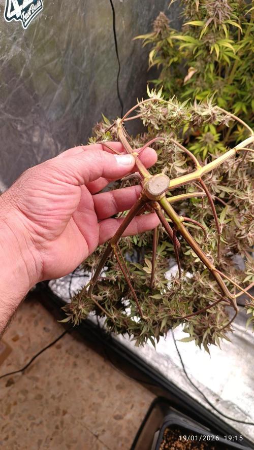 Strawberry 🍓 gorilla 🦍  auto. Week 11