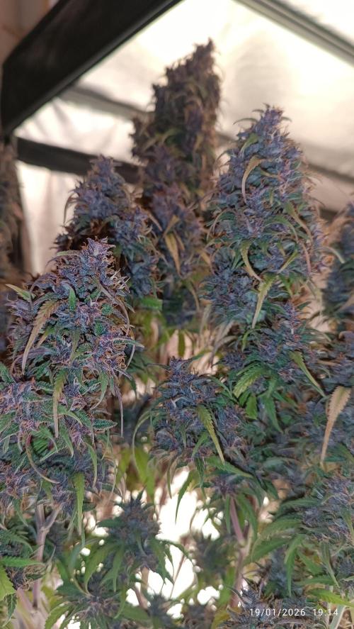 Strawberry 🍓 gorilla 🦍  auto. Week 11