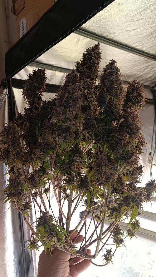 Strawberry 🍓 gorilla 🦍  auto. Week 11