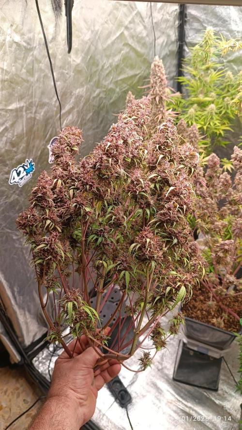 Strawberry 🍓 gorilla 🦍  auto. Week 11