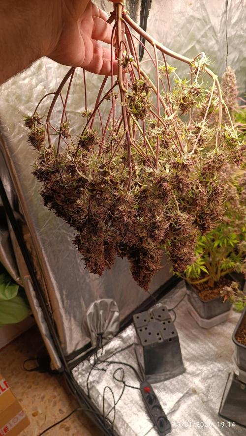 Strawberry 🍓 gorilla 🦍  auto. Week 11