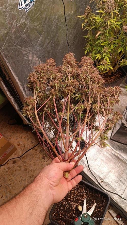 Strawberry 🍓 gorilla 🦍  auto. Week 11